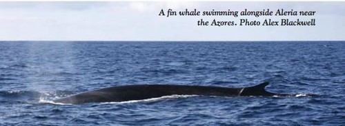 Fin whale swimming alongside ©  SW